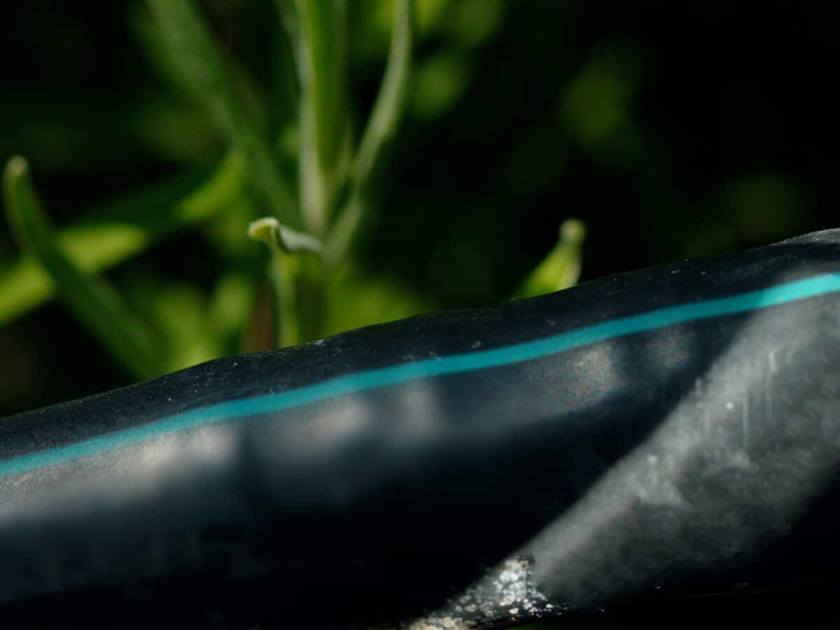 Close-up of a black drip irrigation emitter releasing a water droplet