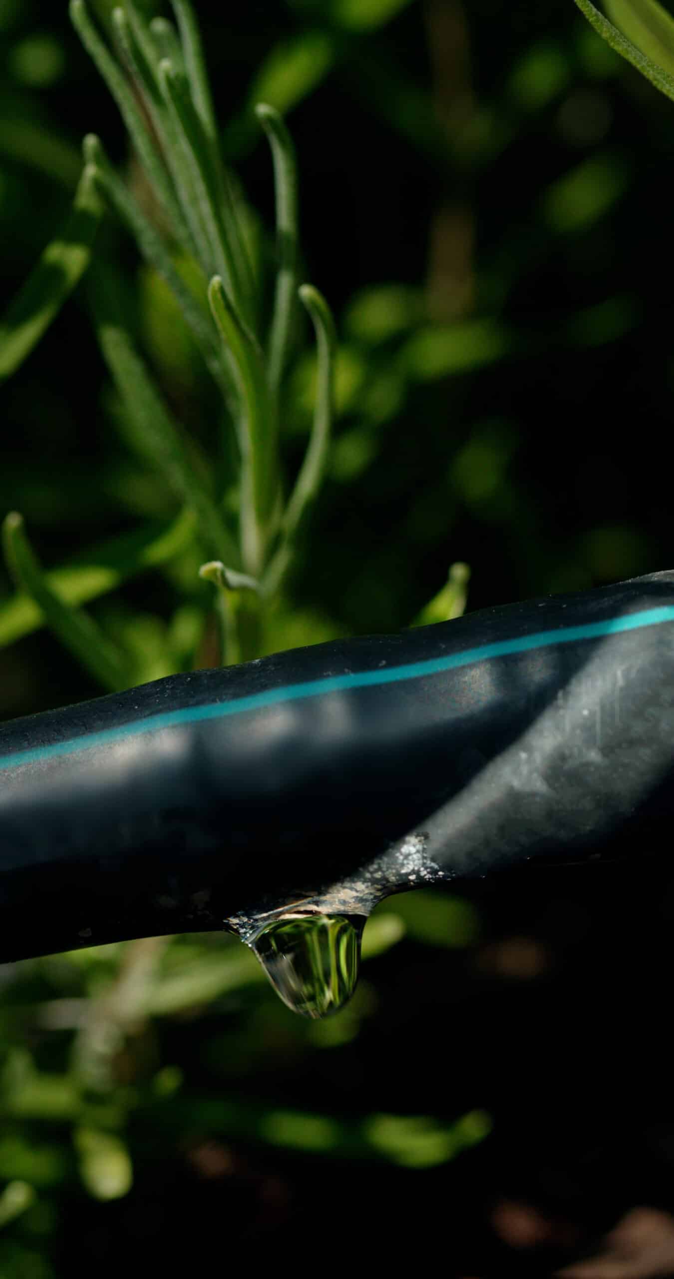 Close-up of a black drip irrigation emitter releasing a water droplet