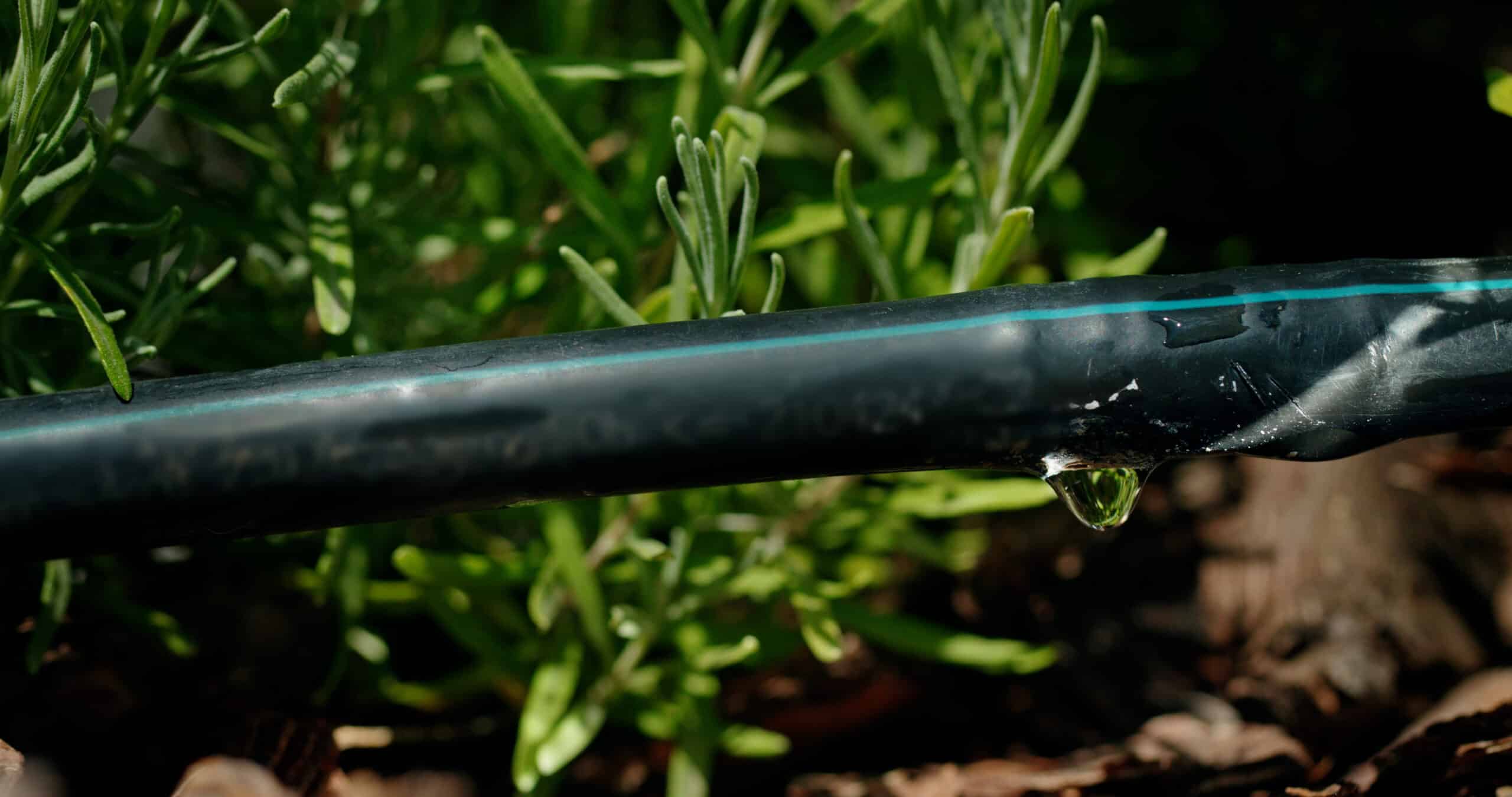 Black drip irrigation line with water draining out as it is opened for winterizing