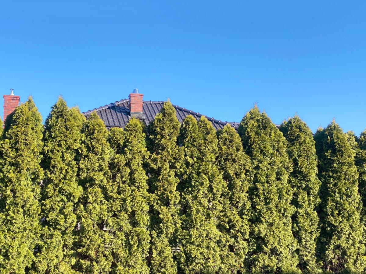Row of green arborvitae trees forming a hedge, with mulched soil at the base for soaker hose watering