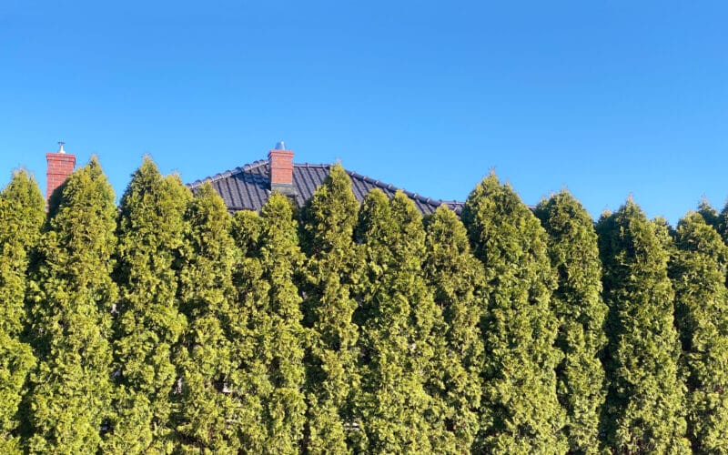 Row of green arborvitae trees forming a hedge, with mulched soil at the base for soaker hose watering