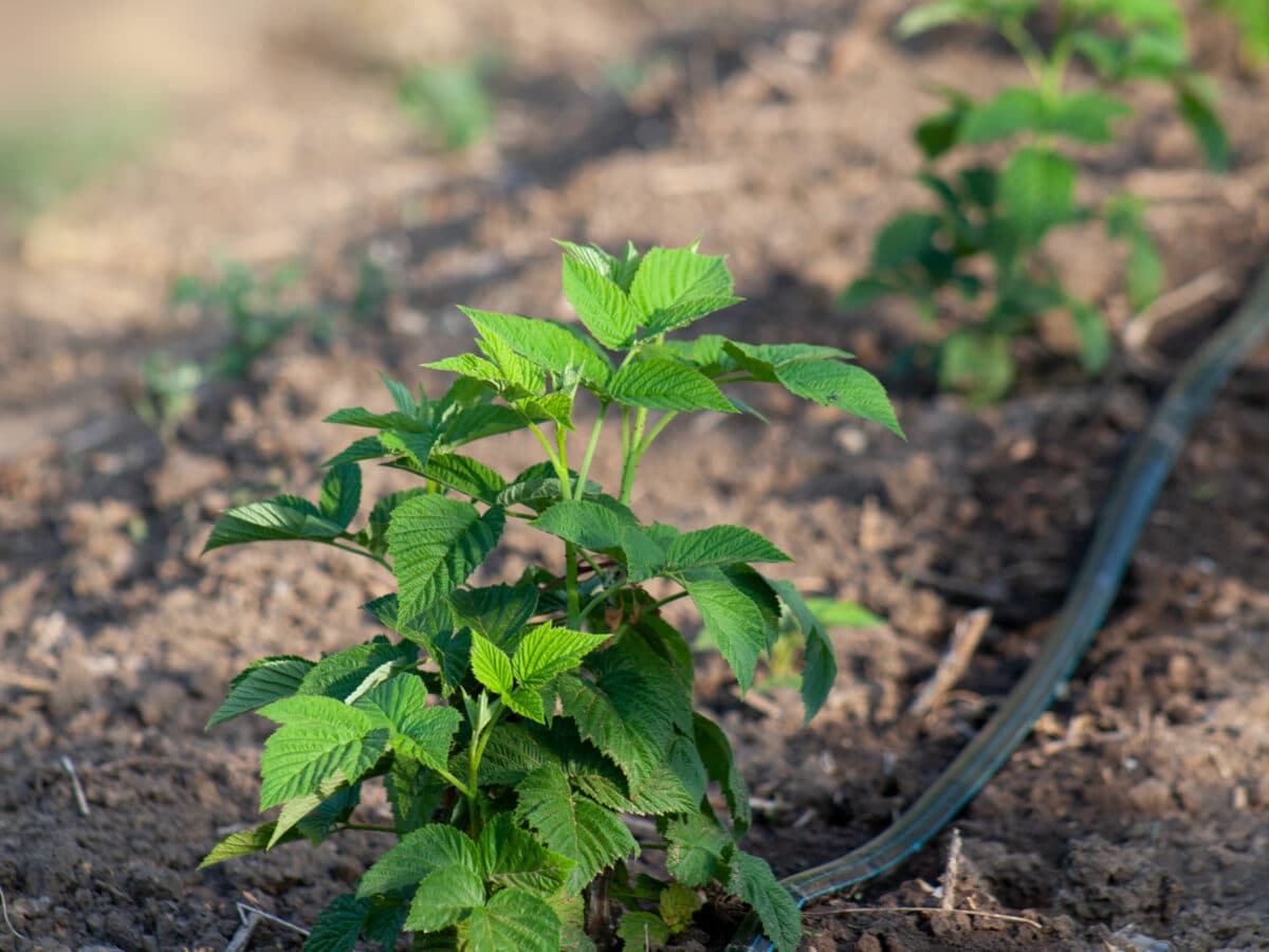 Flat drip tape laid along a row of plants, watering the soil directly at the root zone