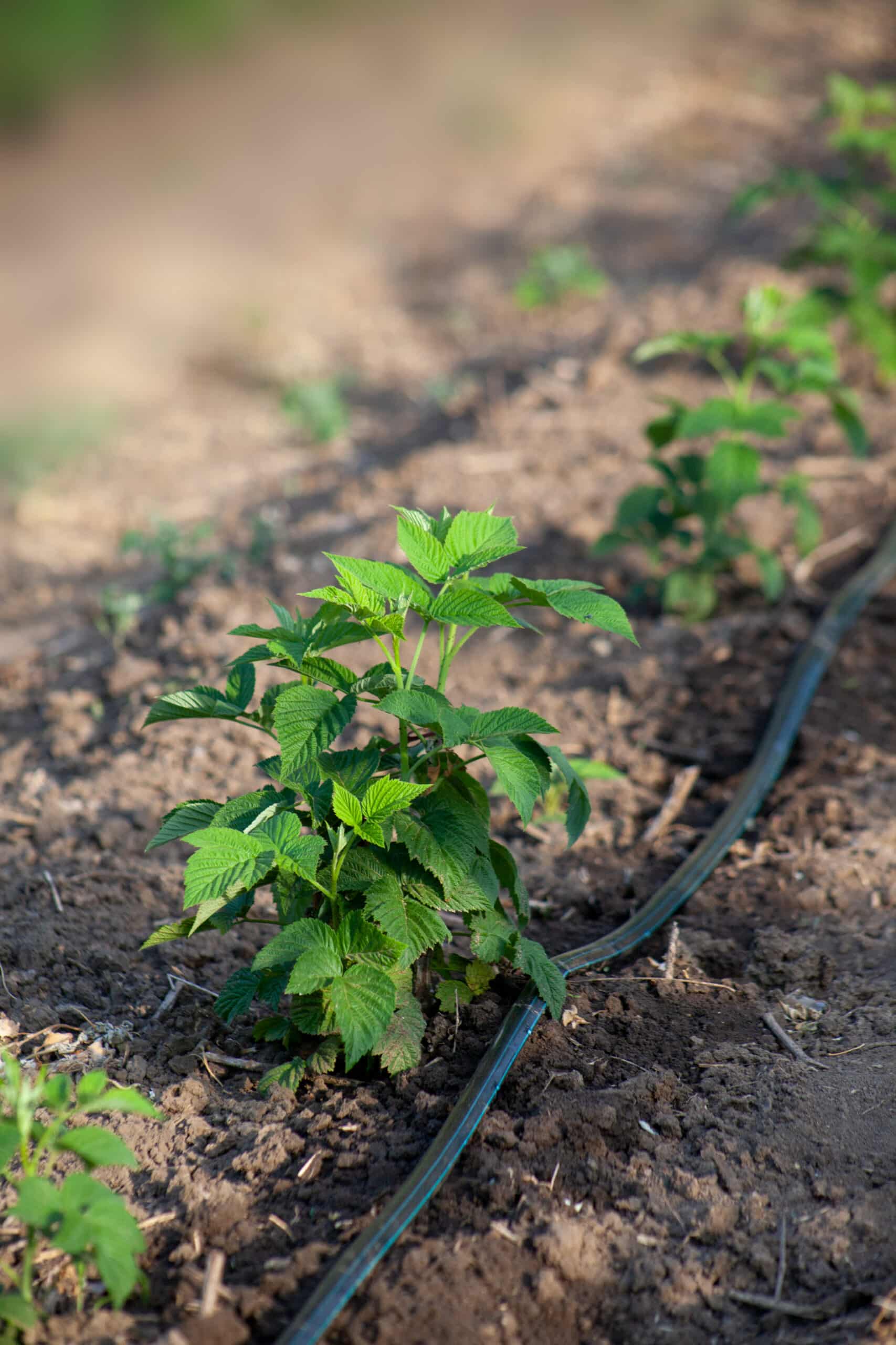 Drip irrigation hose weeping water into soil at the base of a garden plant