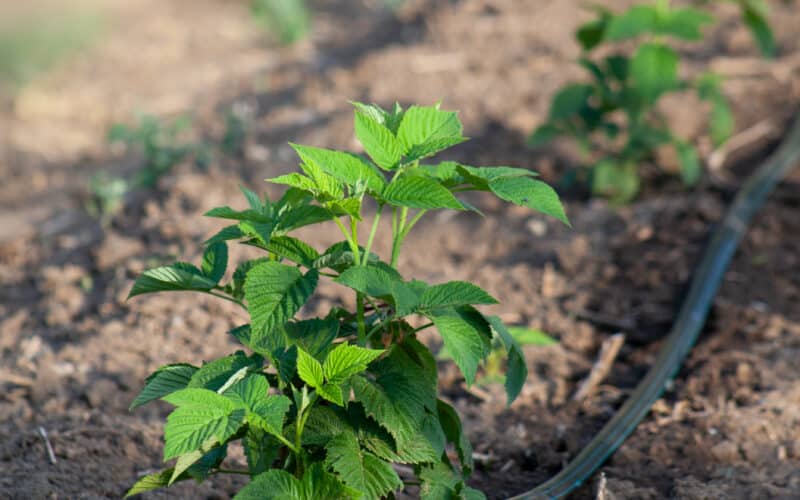 Flat drip tape laid along a row of plants, watering the soil directly at the root zone