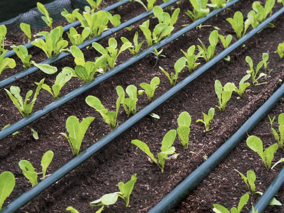 Irrigation line laid along rows of young lettuce plants in a garden bed