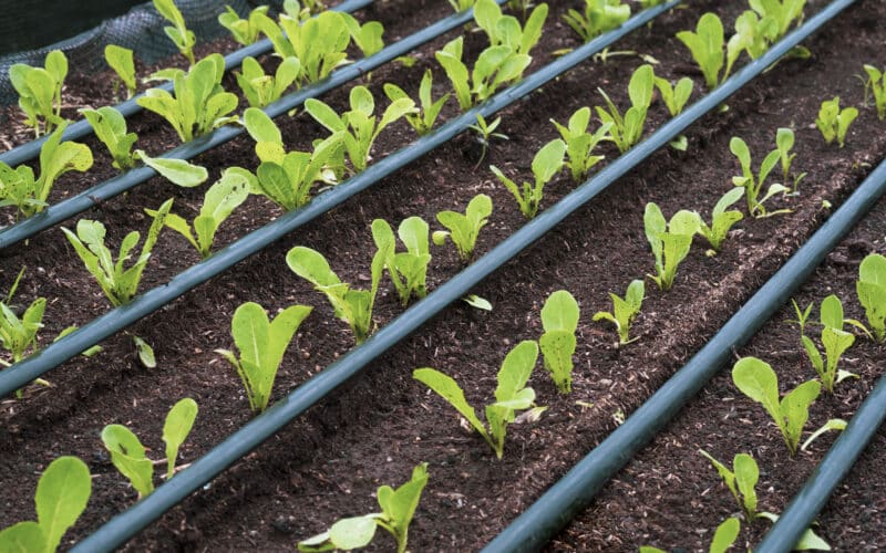Irrigation line laid along rows of young lettuce plants in a garden bed