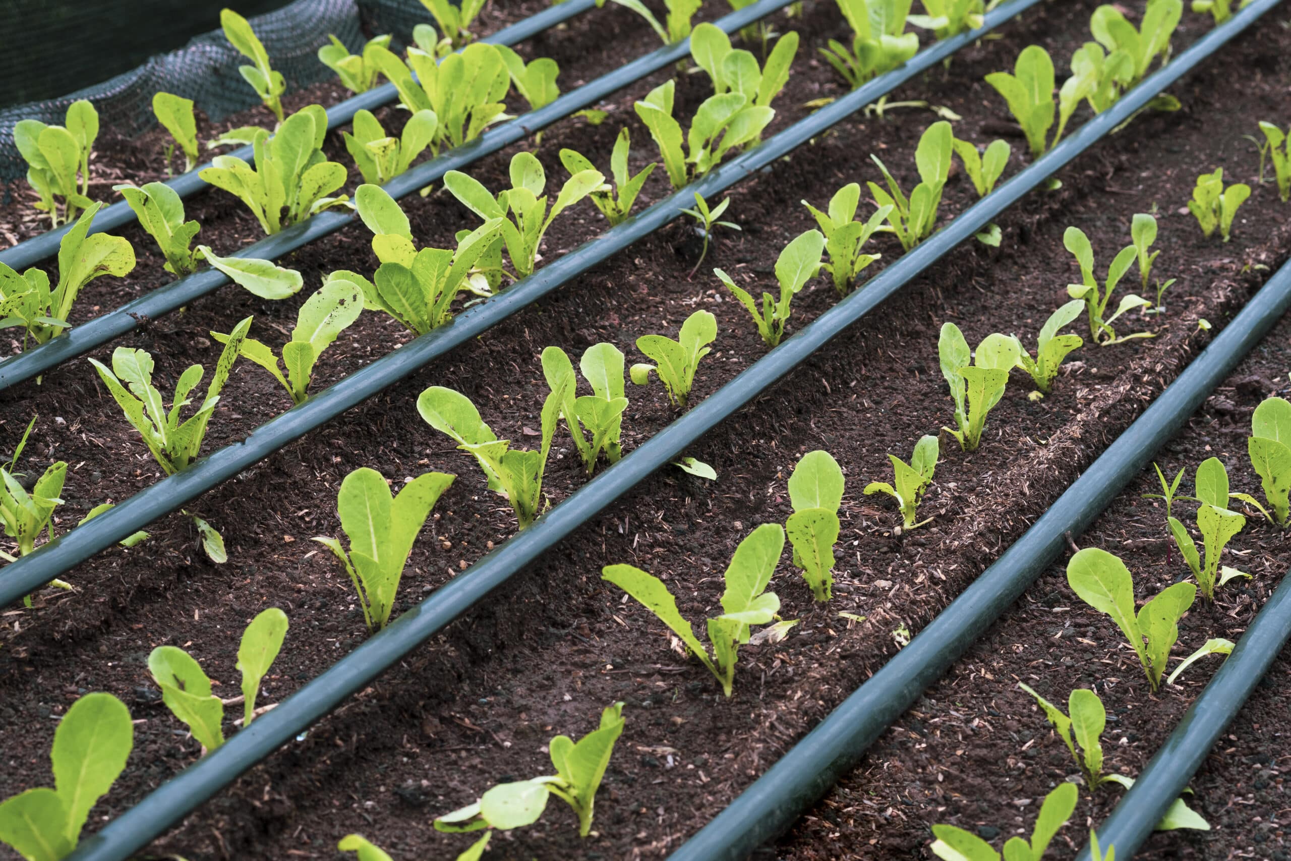 Carré potager surélevé avec tuyau d'irrigation goutte à goutte et goutteurs au pied de chaque plante