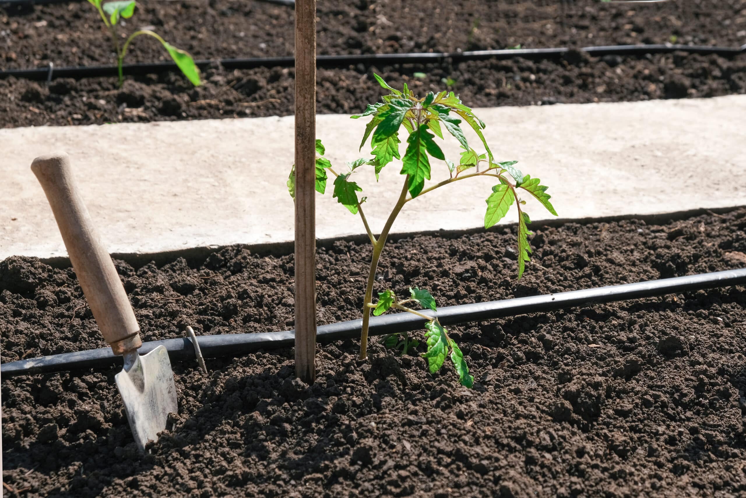 Drip irrigation emitter watering tomato seedlings in a home vegetable garden