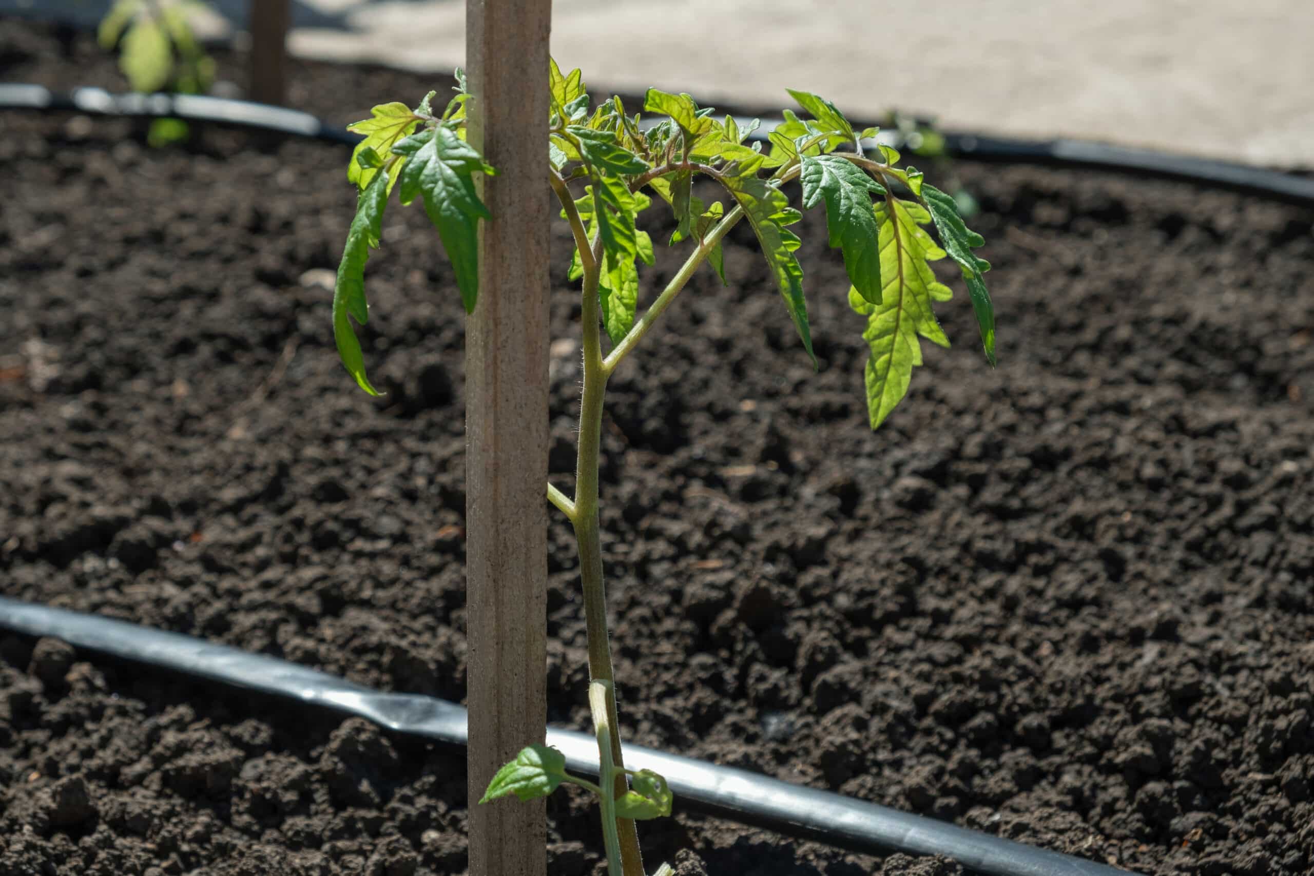Goutteur placé au pied d'un plant de tomate dans un carré surélevé