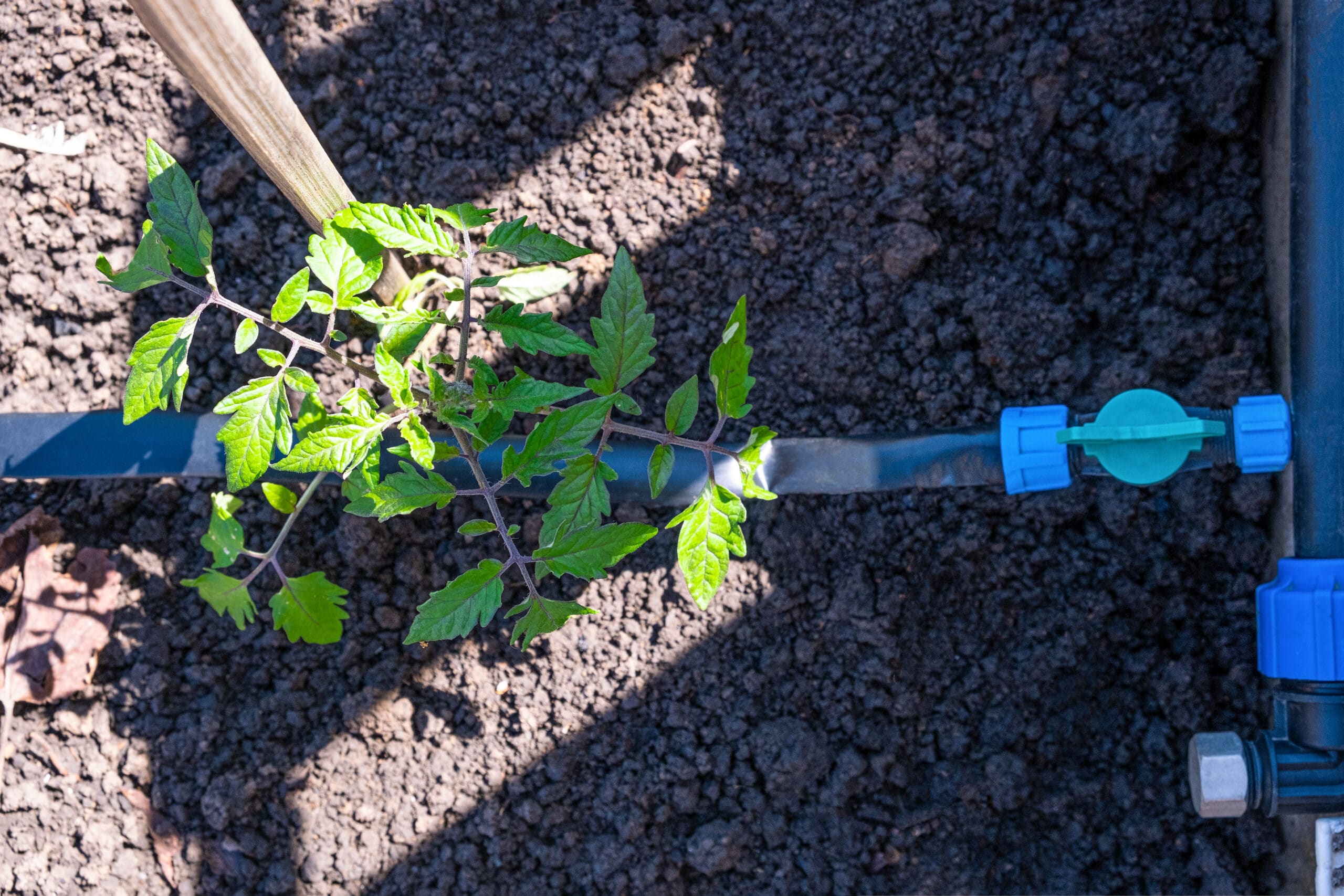 Soaker hose weeping evenly along a garden row under mulch