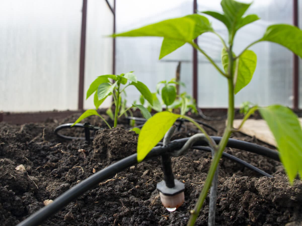Checking an irrigation emitter and tubing connection at the base of a plant