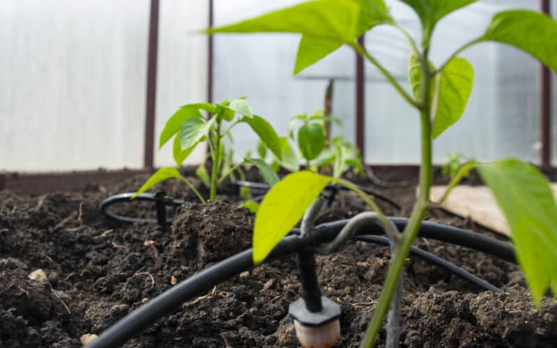 Checking an irrigation emitter and tubing connection at the base of a plant