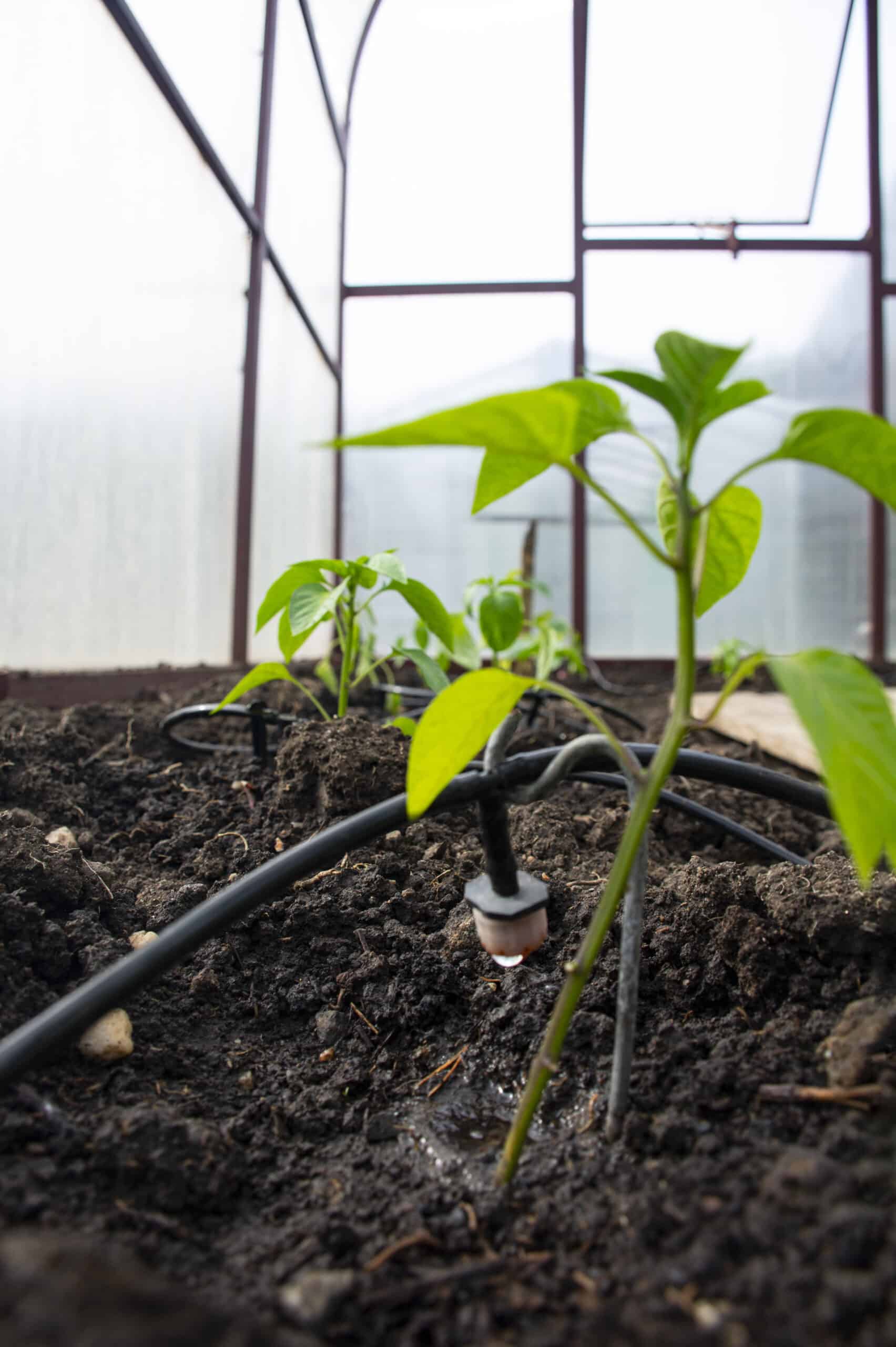 Vérification d'un goutteur d'irrigation et d'un raccord de tube à la base d'une plante