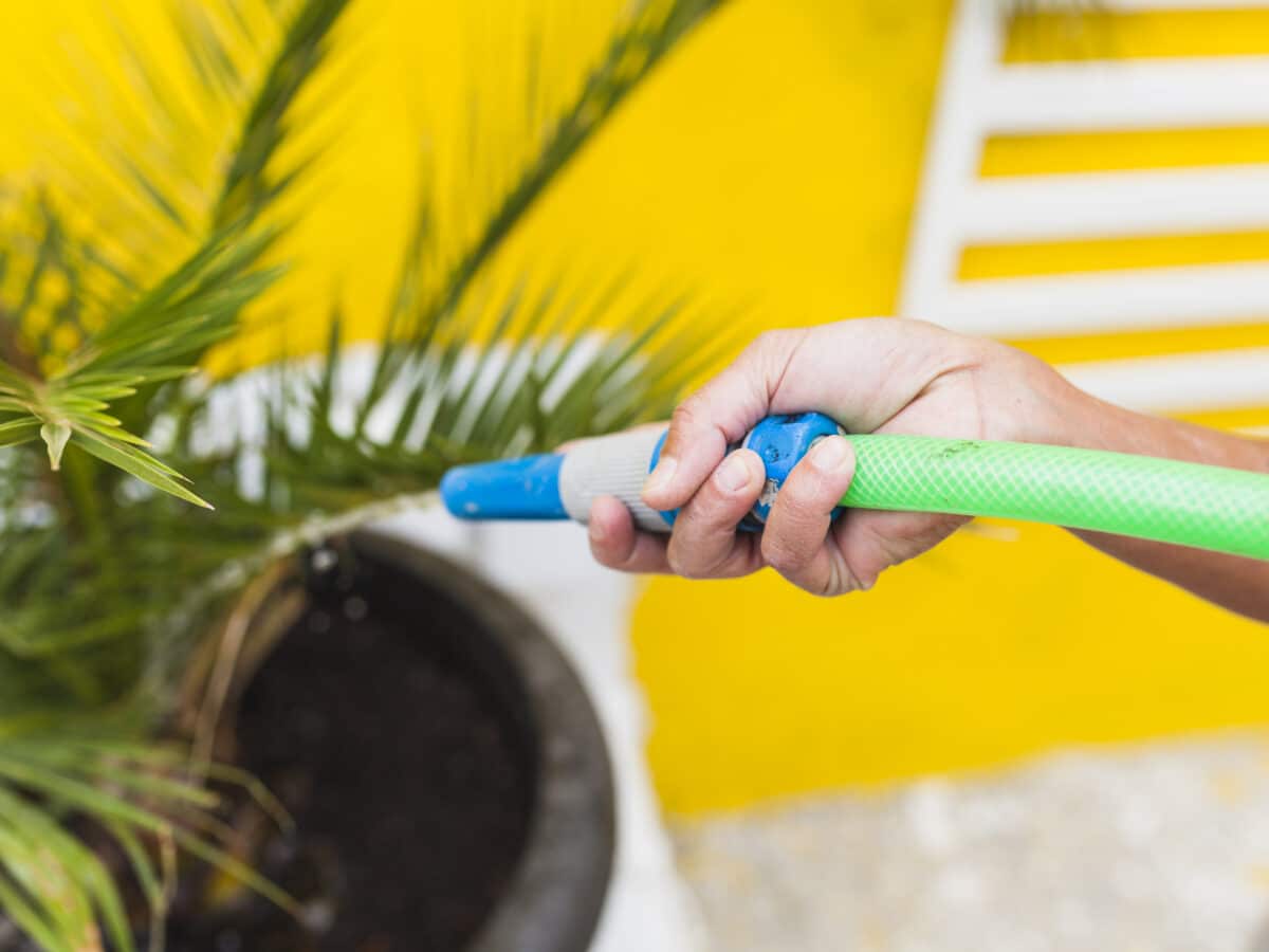 Hand holding a garden hose, watering soil at the base of a plant