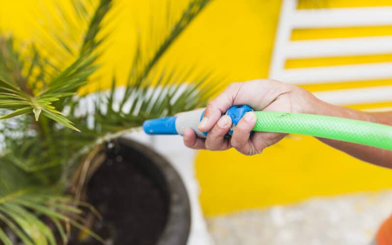Hand holding a garden hose, watering soil at the base of a plant