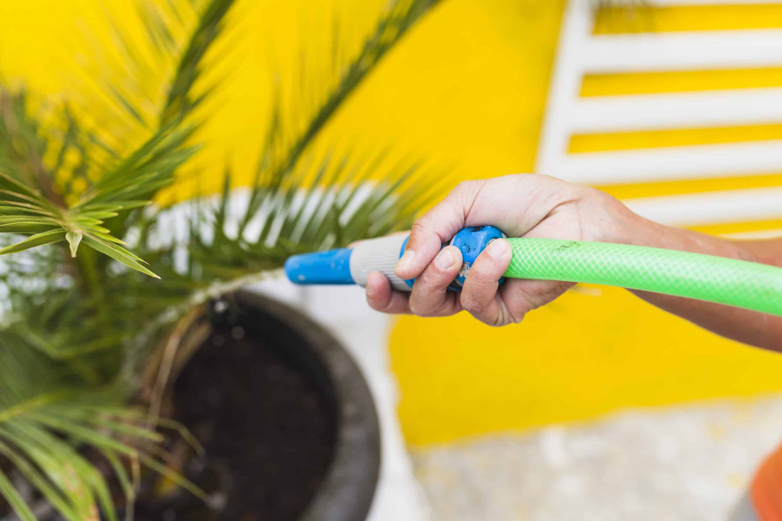Hand watering the base of a plant with a garden hose, the light, frequent watering new sod needs in its first days
