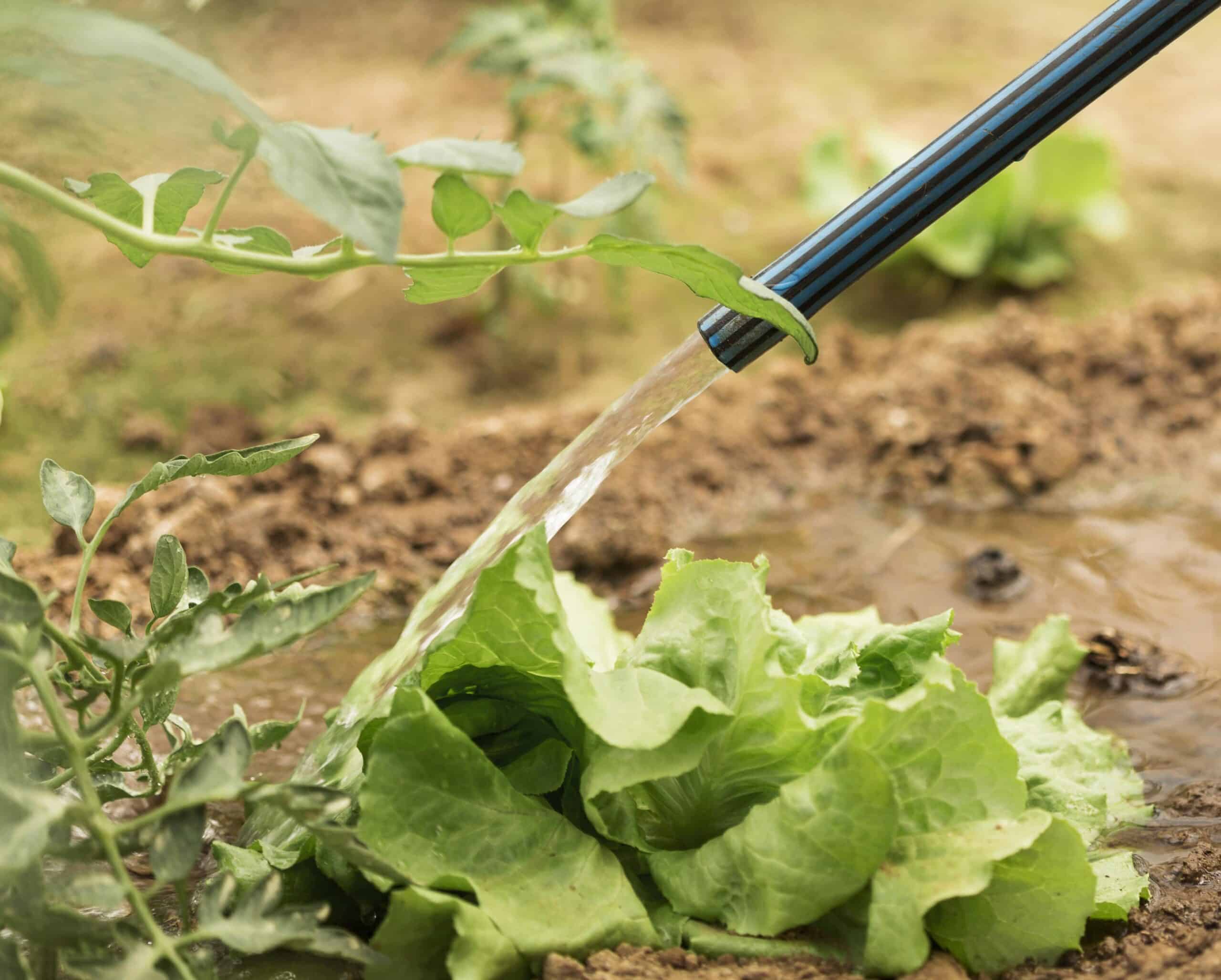 Garden hose watering rows of leafy salad greens at soil level in a vegetable garden