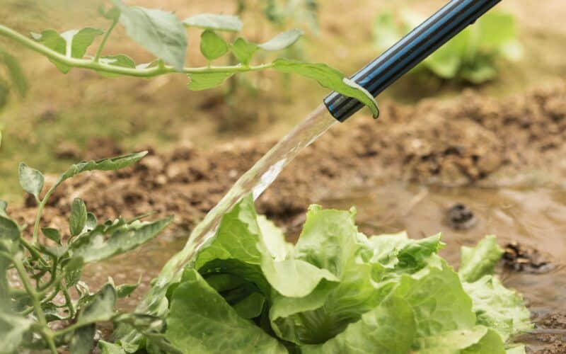 Preparing a garden bed for a soaker hose line