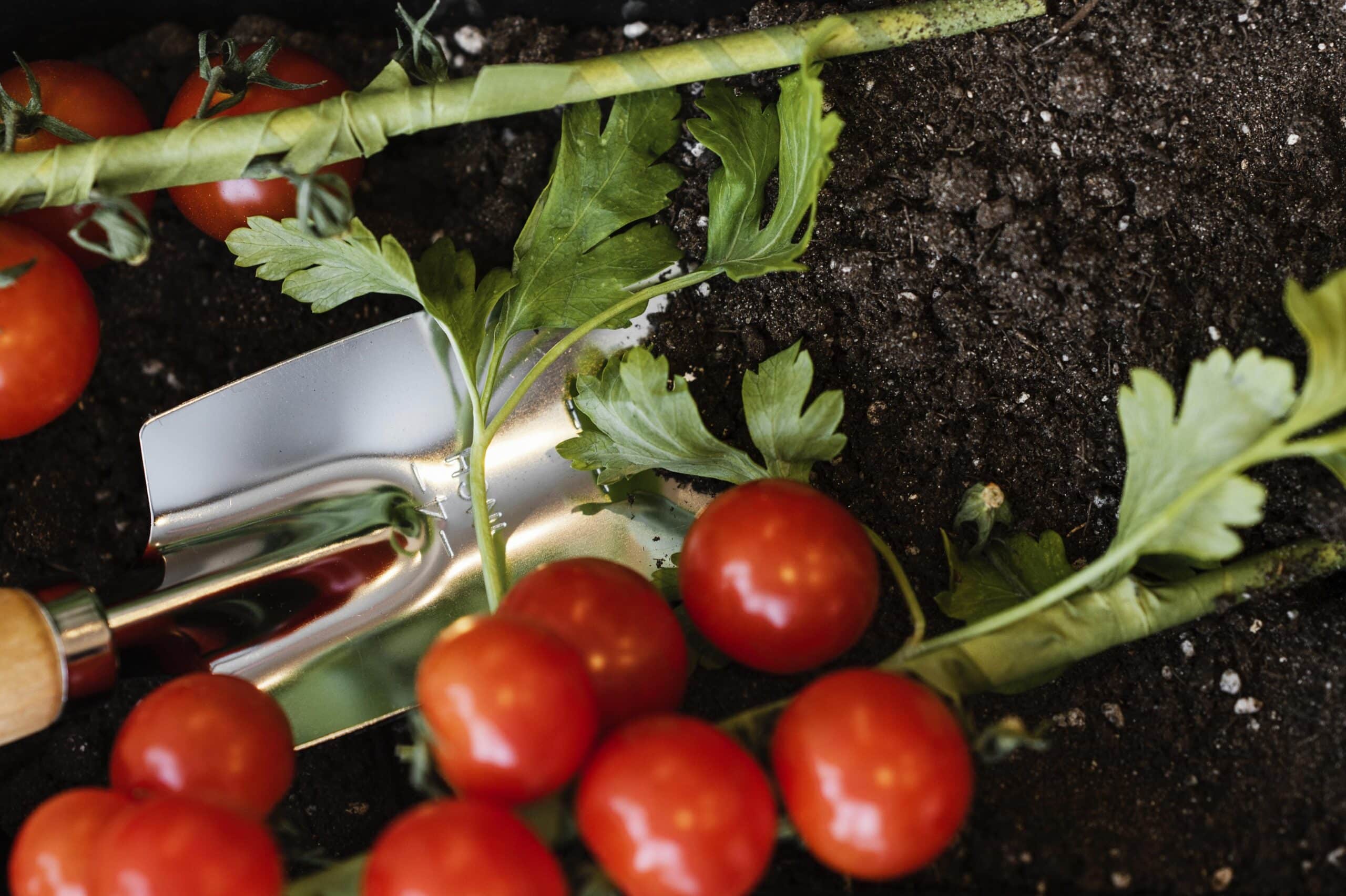 Trowel pulling back soil near vegetable plants to check moisture depth