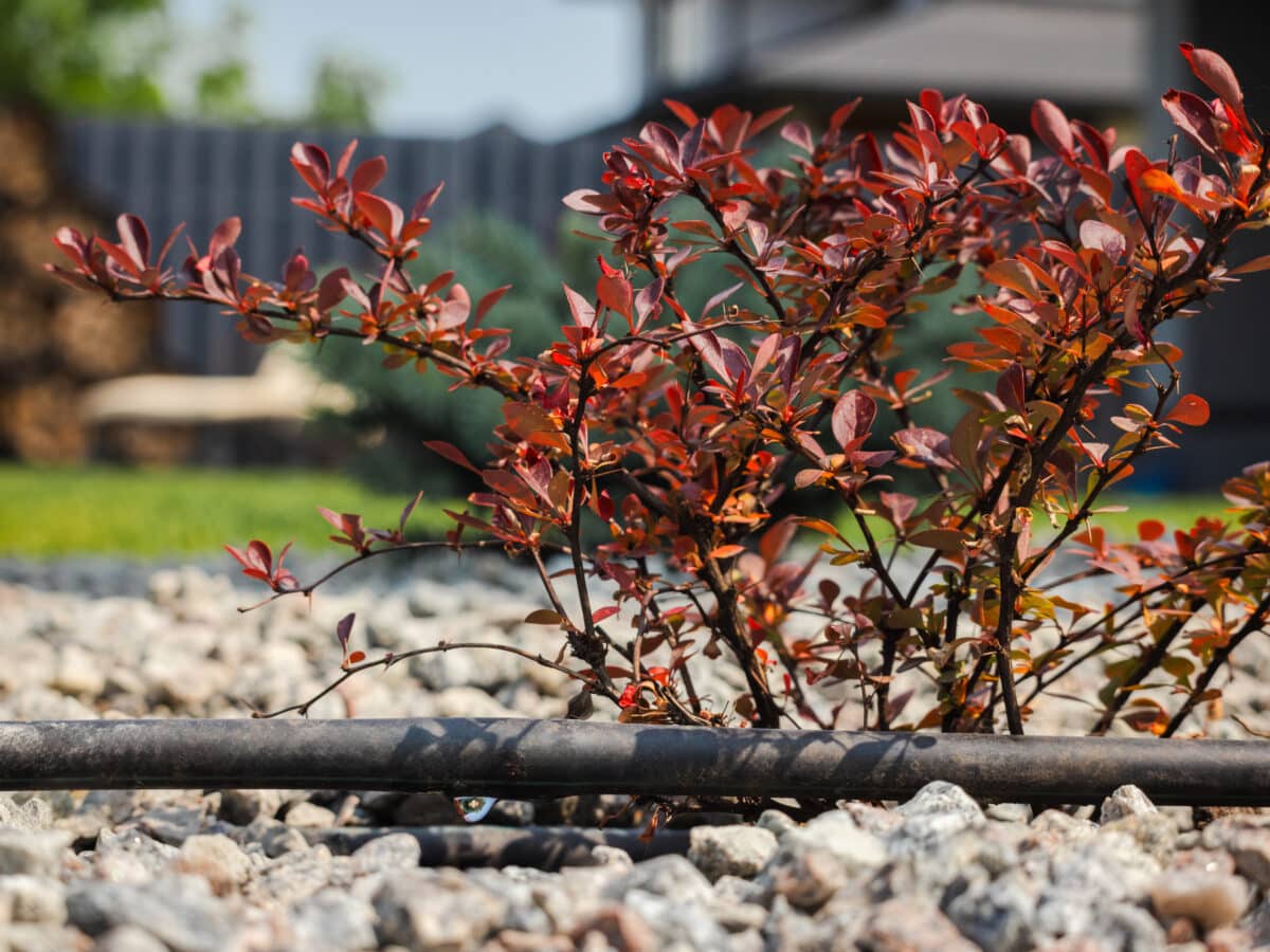 Drip irrigation hose watering a shrub in a mulched garden bed
