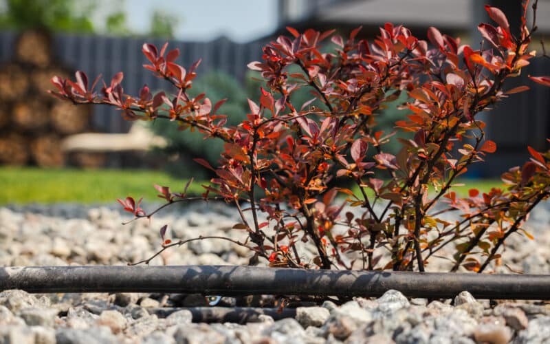Drip irrigation hose watering a shrub in a mulched garden bed