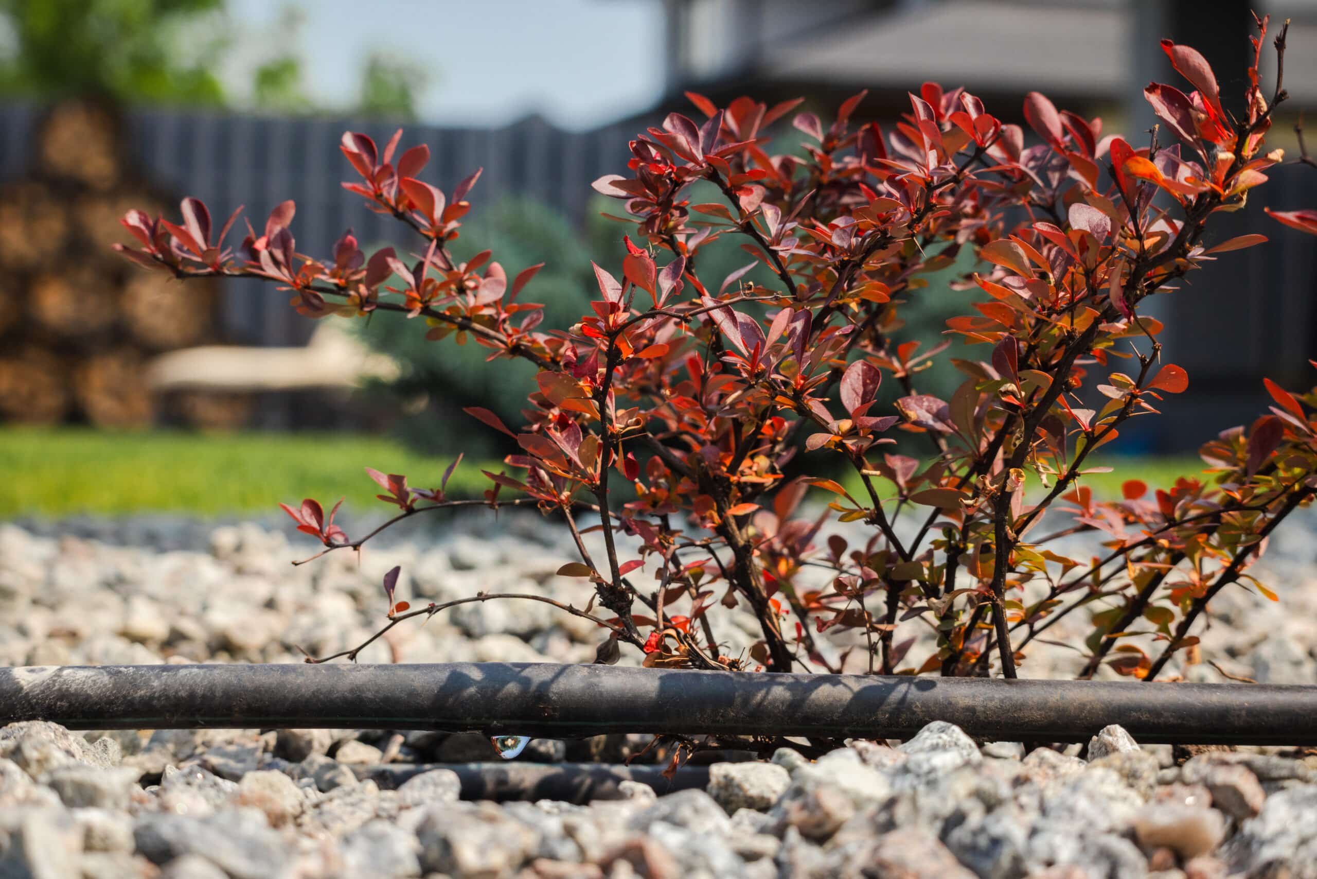 Drip irrigation hose watering a shrub in a mulched garden bed