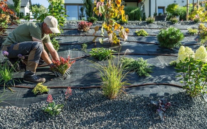 Gardener planting colorful plants alongside a drip irrigation pipeline system
