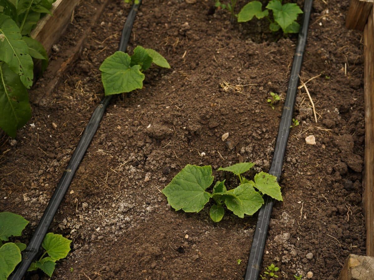 Drip tubing laid across a wooden raised garden bed, the same layout principle used for a serpentine soaker hose run