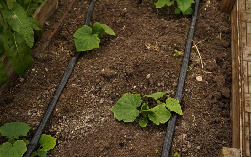 Drip tubing laid across a wooden raised garden bed, the same layout principle used for a serpentine soaker hose run