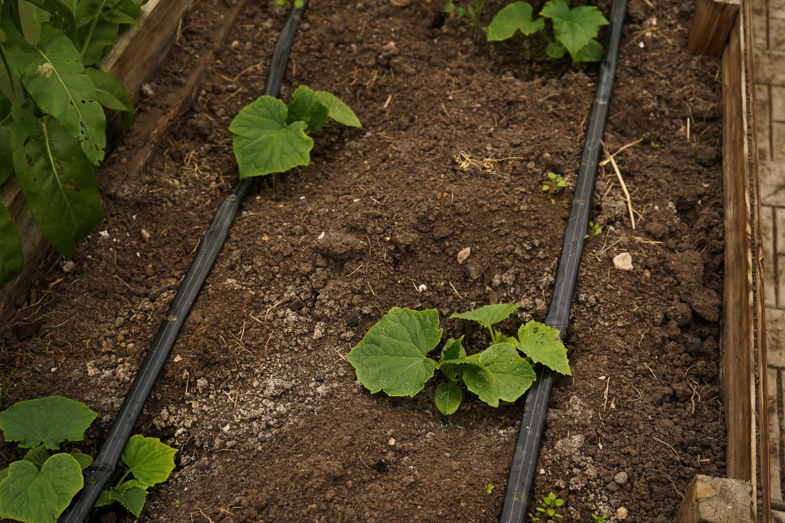 Deux tuyaux d'irrigation goutte à goutte noirs longeant un carré surélevé en bois, arrosant de jeunes plants de concombre plantés de chaque côté