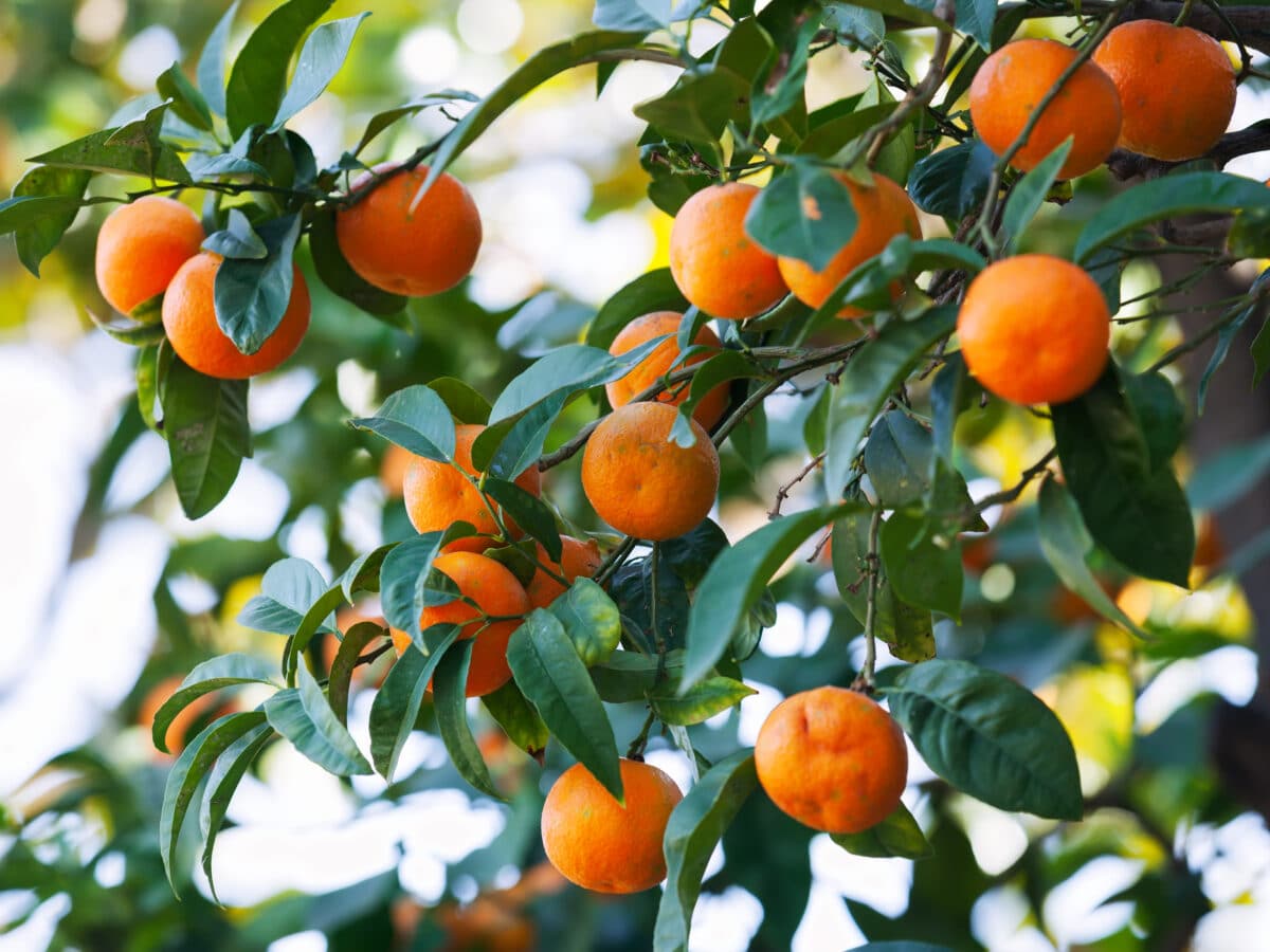 Mature citrus tree with dense green foliage and ripening fruit growing in an orchard row, the kind of root zone drip irrigation needs to reach at the canopy's drip line