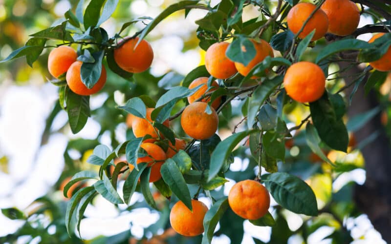 Mature citrus tree with dense green foliage and ripening fruit growing in an orchard row, the kind of root zone drip irrigation needs to reach at the canopy's drip line