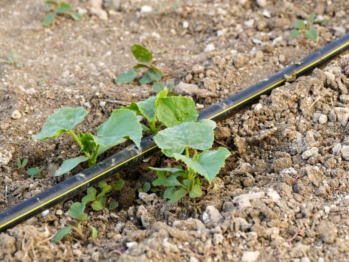 Irrigation mainline branching to feed individual rows beside young cucumber plants in a raised bed