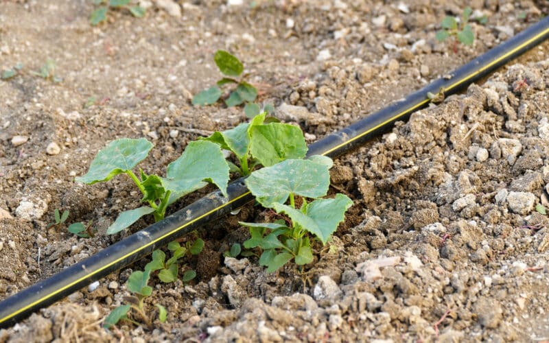 Irrigation mainline branching to feed individual rows beside young cucumber plants in a raised bed
