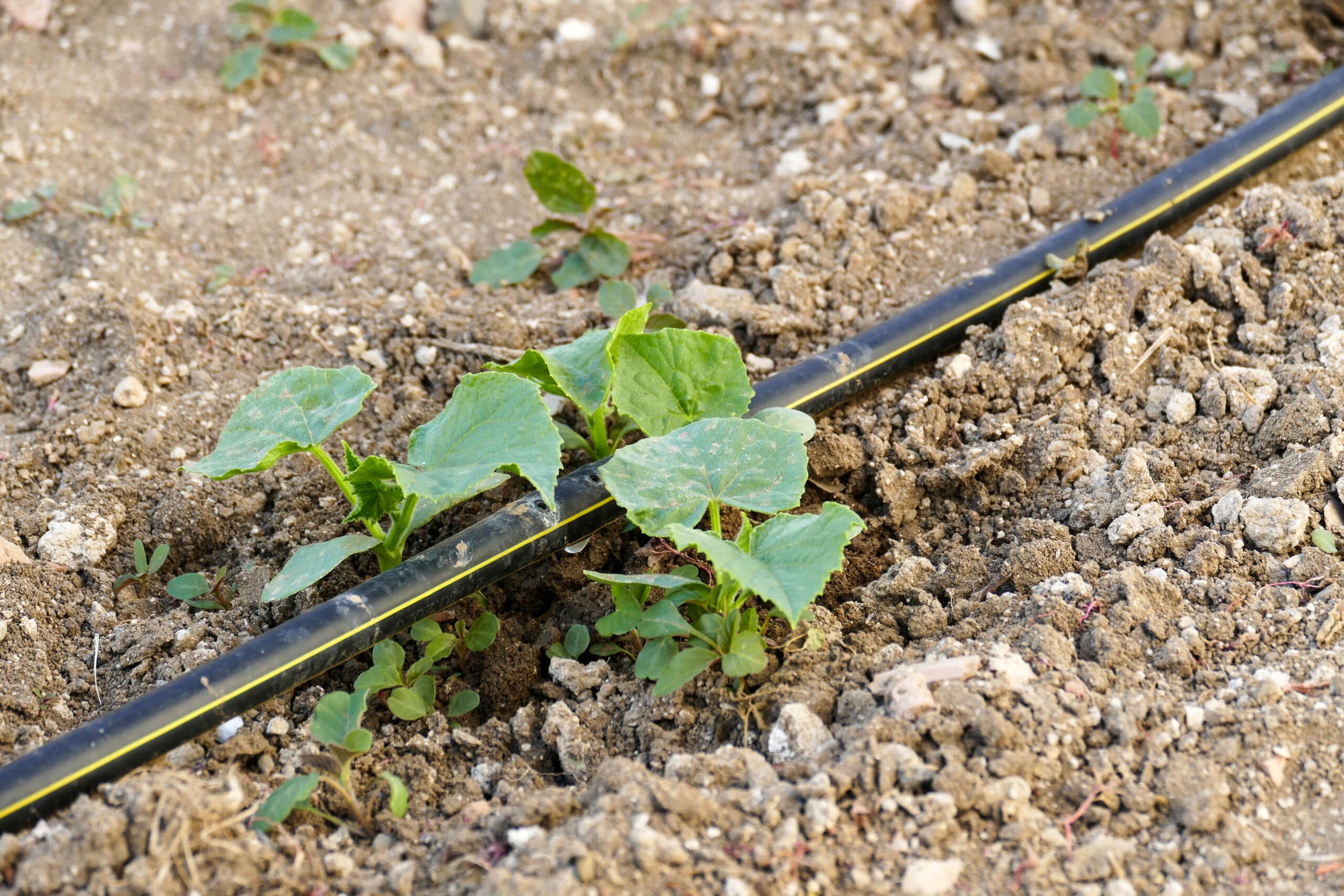 Irrigation mainline branching to feed individual rows beside young cucumber plants in a raised bed