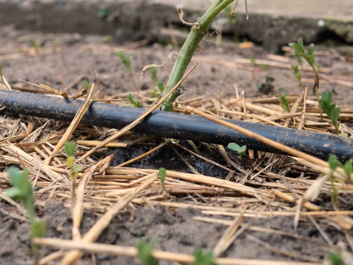 Black drip irrigation line laid along mulched soil at the base of a young vegetable plant in a garden bed