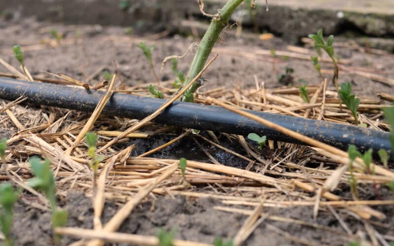 Black drip irrigation line laid along mulched soil at the base of a young vegetable plant in a garden bed