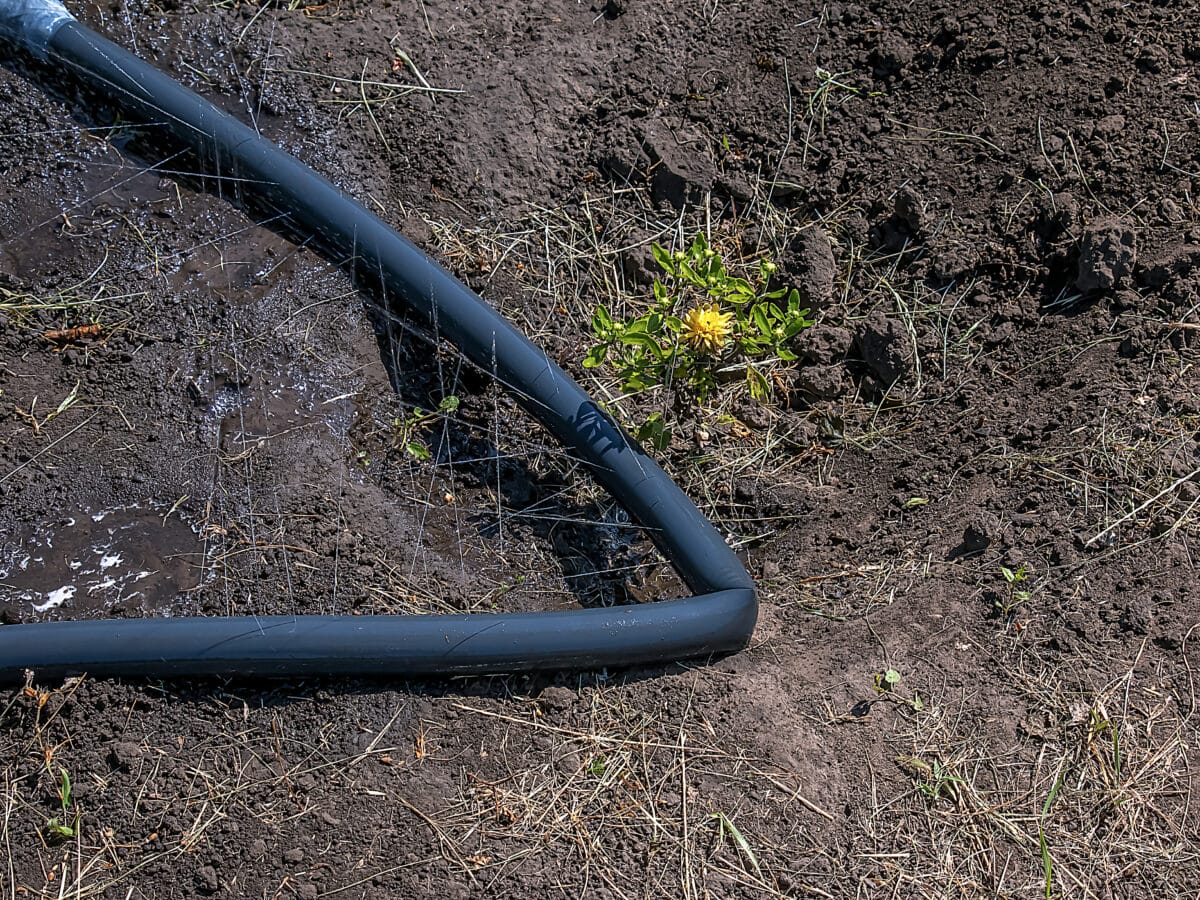 Soaker hose laid on the soil under a tree canopy for slow, deep root watering