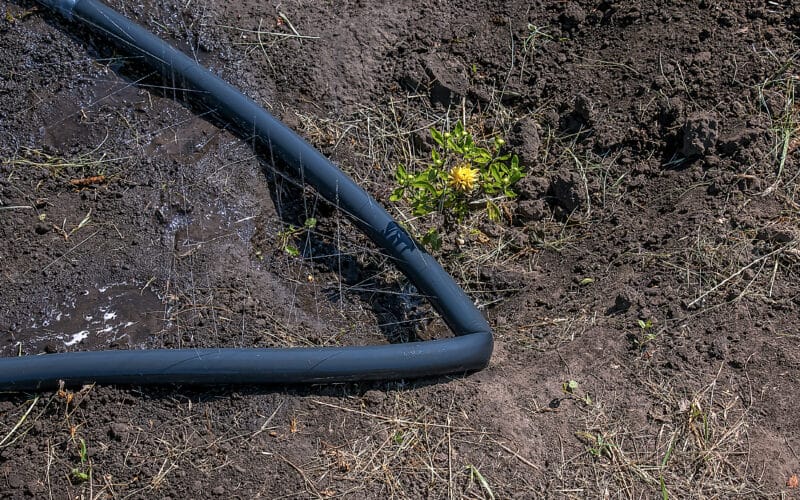 Soaker hose laid on the soil under a tree canopy for slow, deep root watering