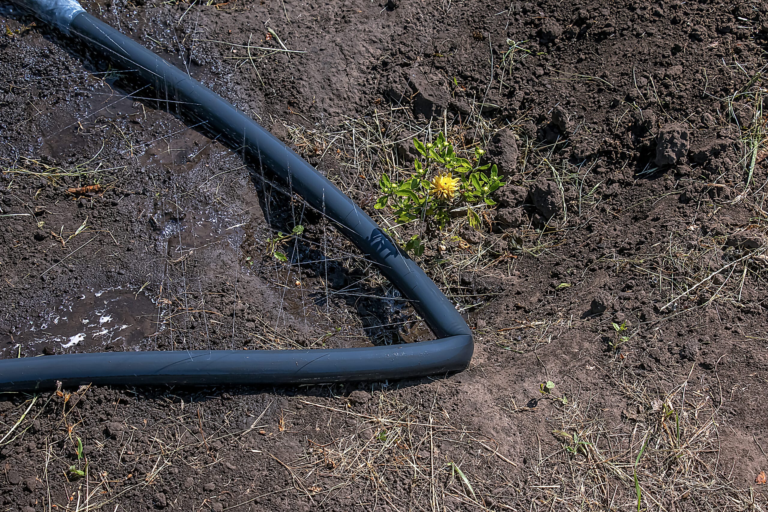 Soaker hose coiled under the canopy of a young shade tree for deep root watering