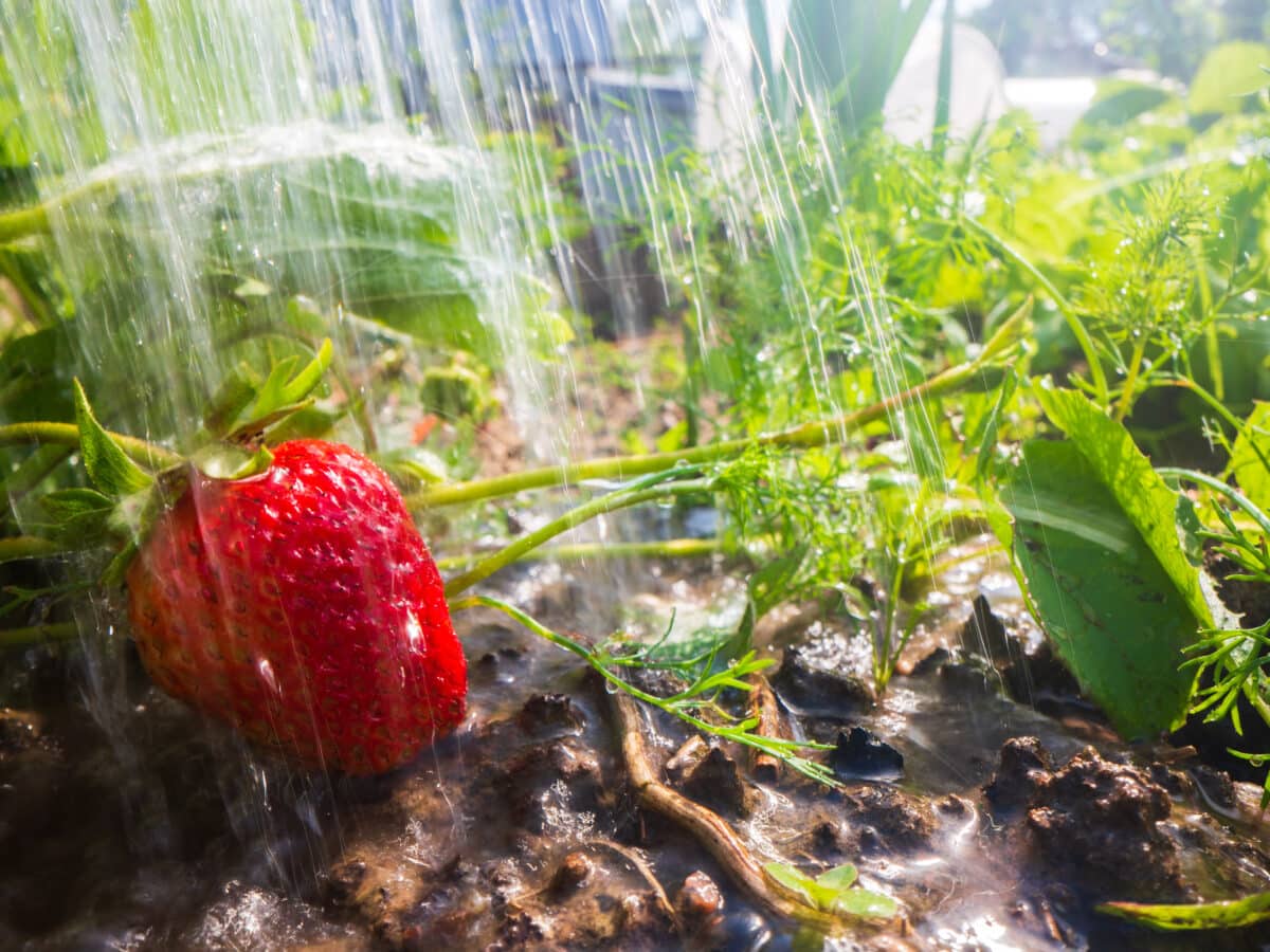 Water droplets irrigating strawberry plants growing in a raised garden bed row