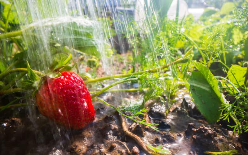 Water droplets irrigating strawberry plants growing in a raised garden bed row