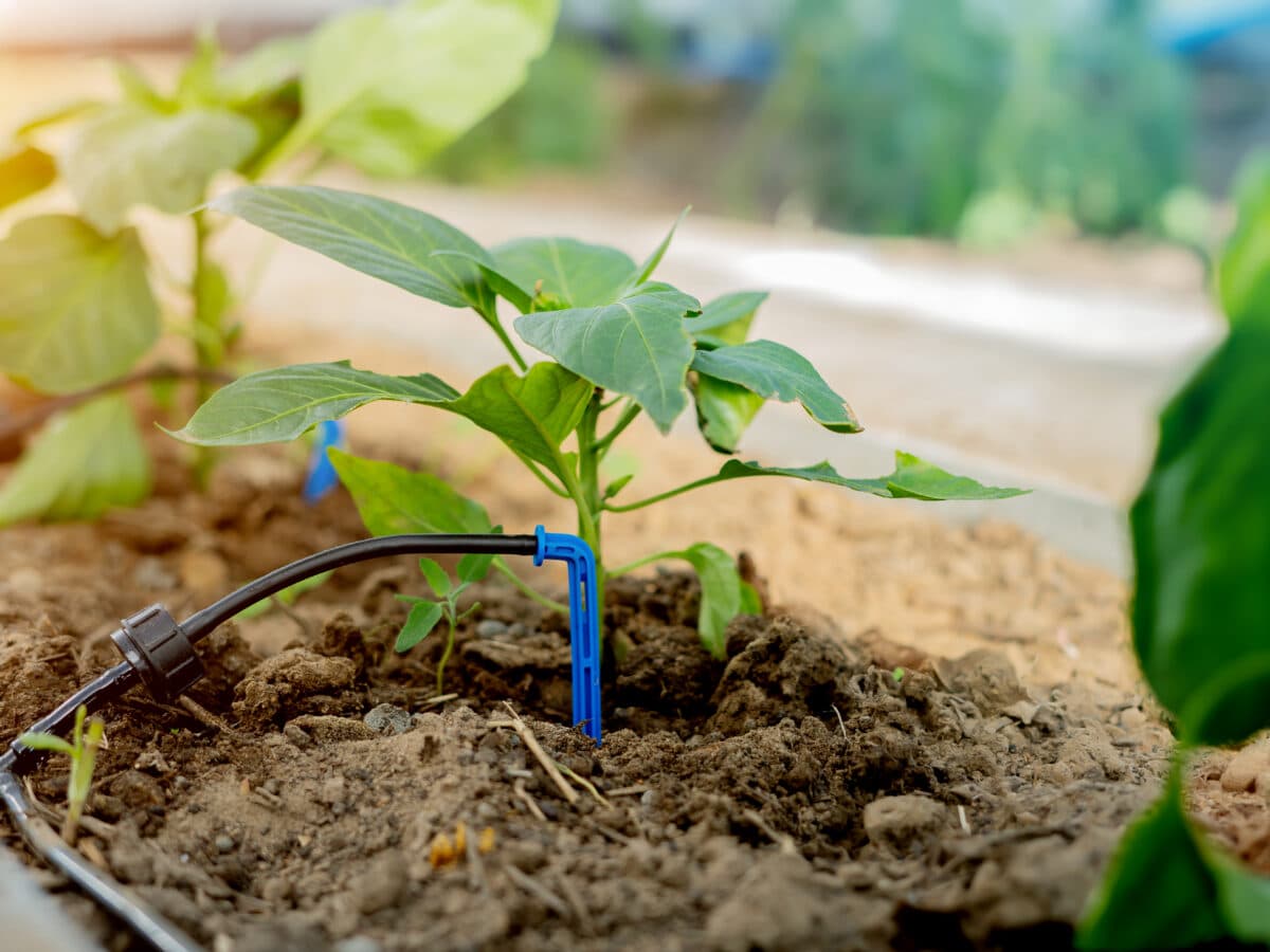 Drip emitter watering dark soil at the base of a pepper plant