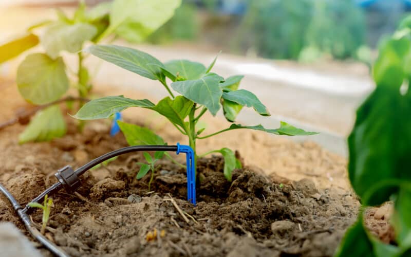 Drip emitter watering dark soil at the base of a pepper plant