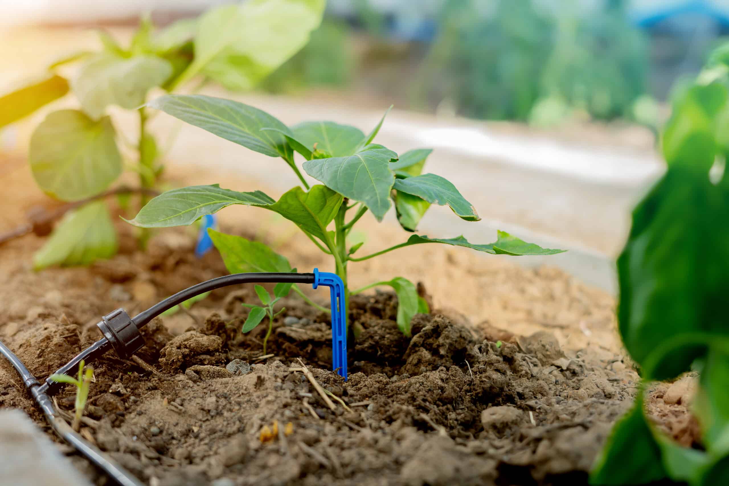 Drip emitter watering dark soil at the base of a pepper plant