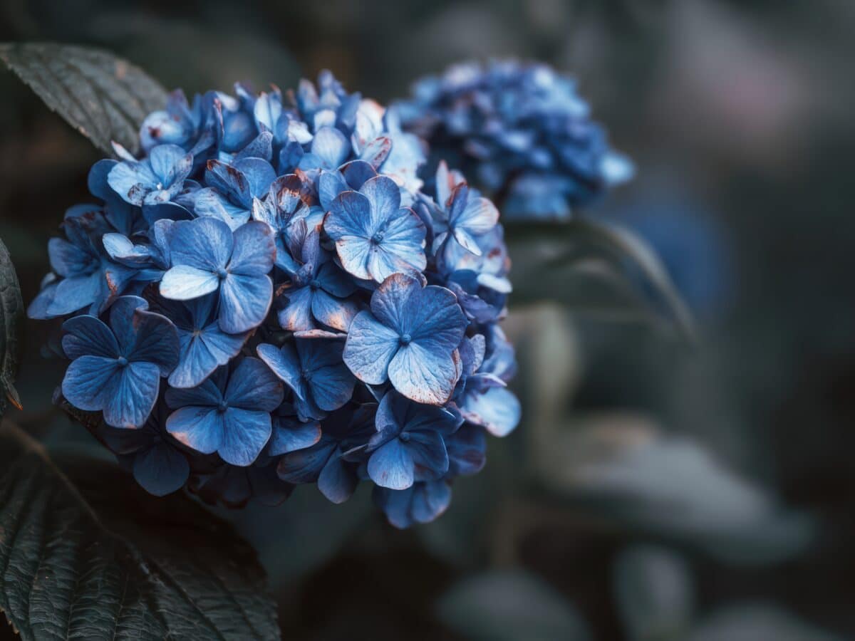Vibrant blue hydrangea flowers blooming in a garden