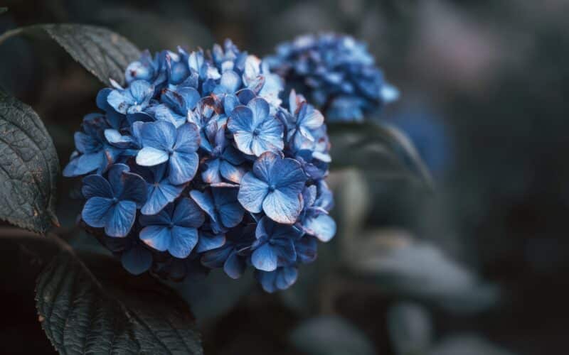 Vibrant blue hydrangea flowers blooming in a garden