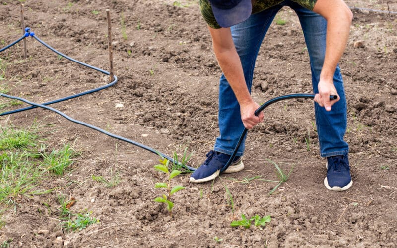 Man straightening drip irrigation tubing while installing a garden watering system
