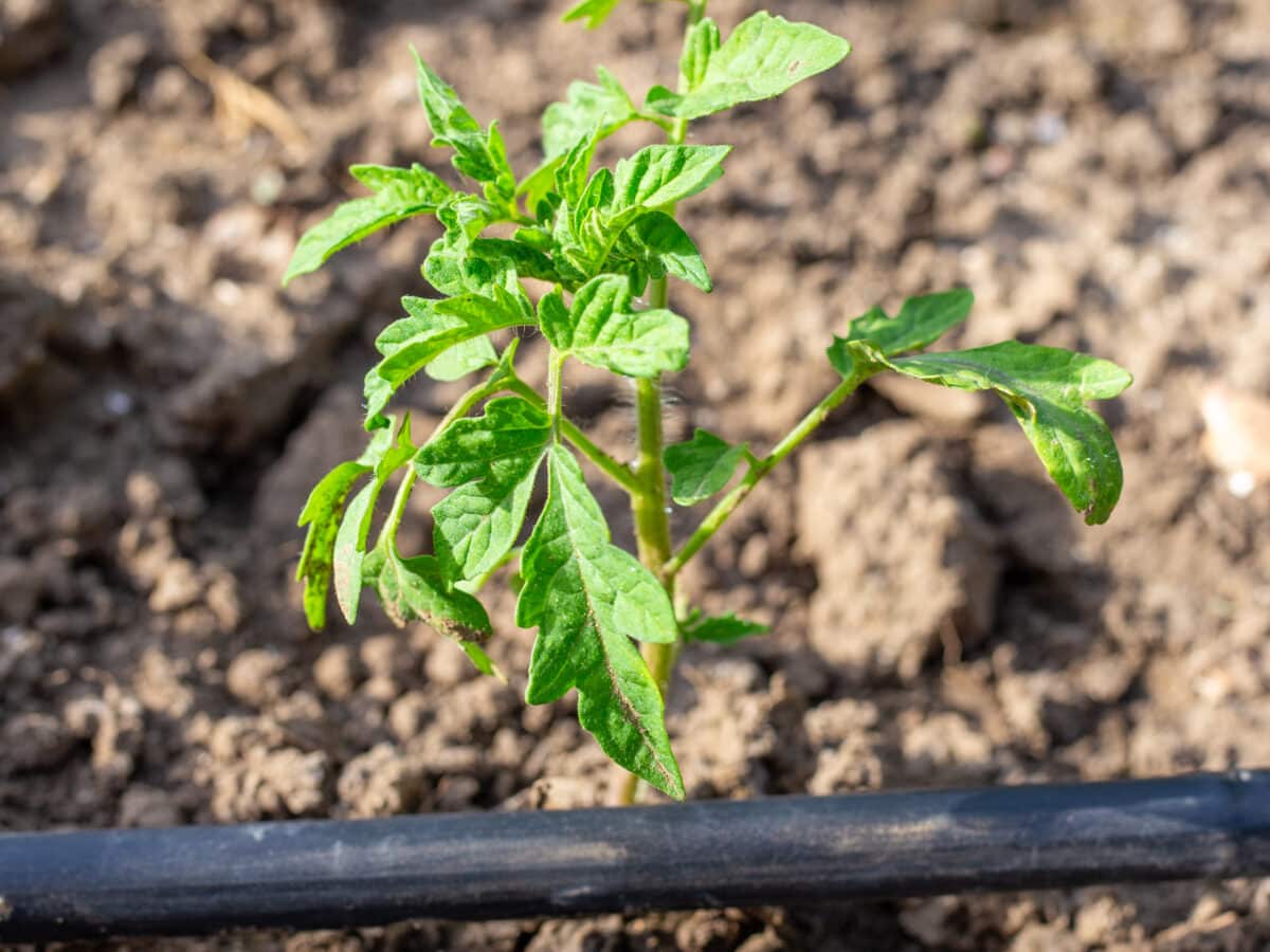 Drip irrigation tubing delivering water to the base of young tomato plants in a garden bed