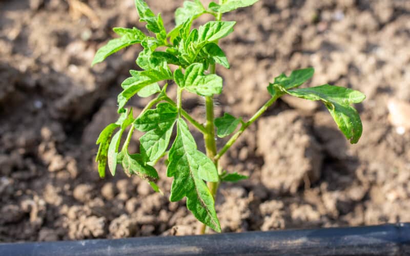 Drip irrigation tubing delivering water to the base of young tomato plants in a garden bed